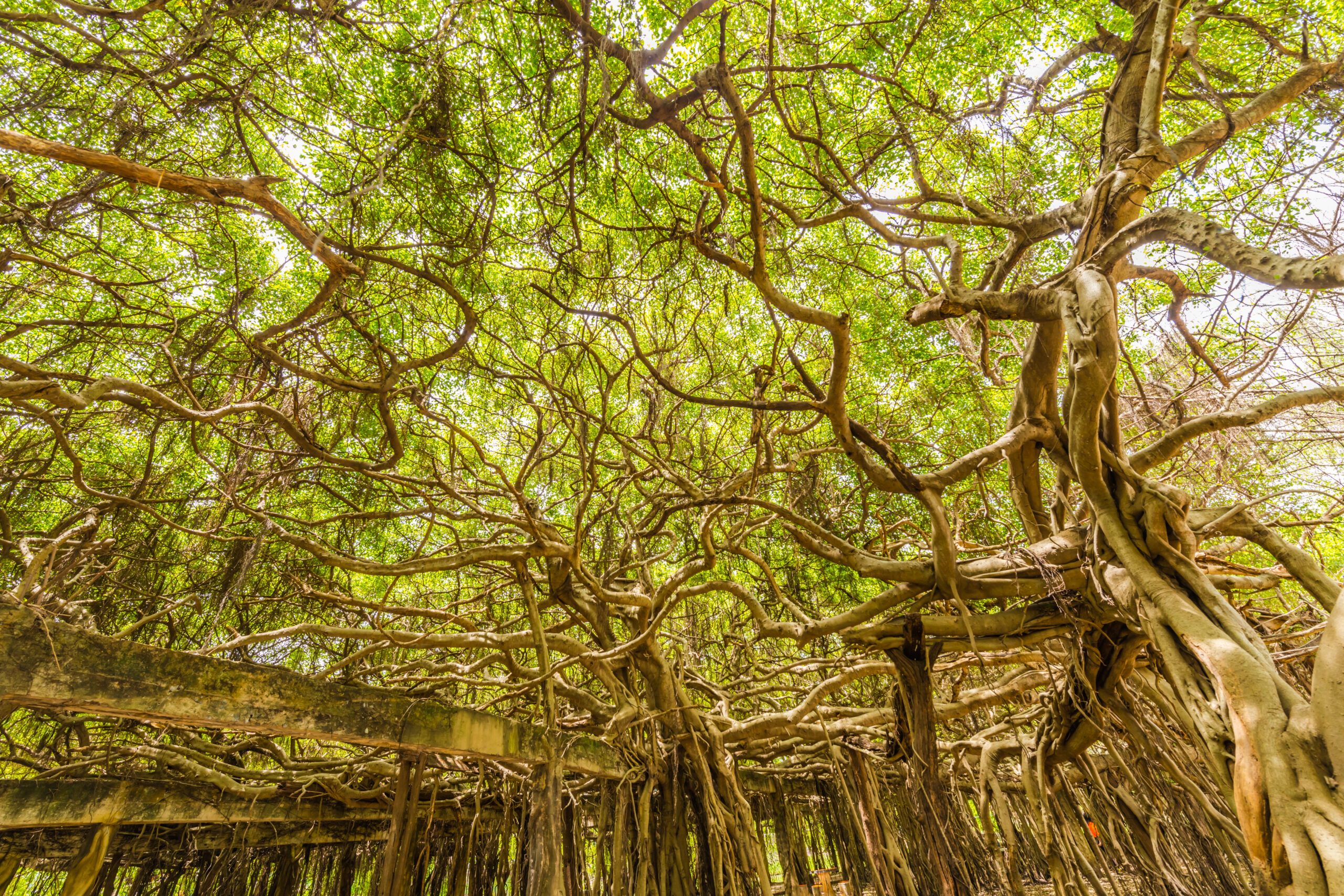 The,Sprawling,Banyan,Tree,In,Nakhon,Ratchasima,,Thailand,Is,A