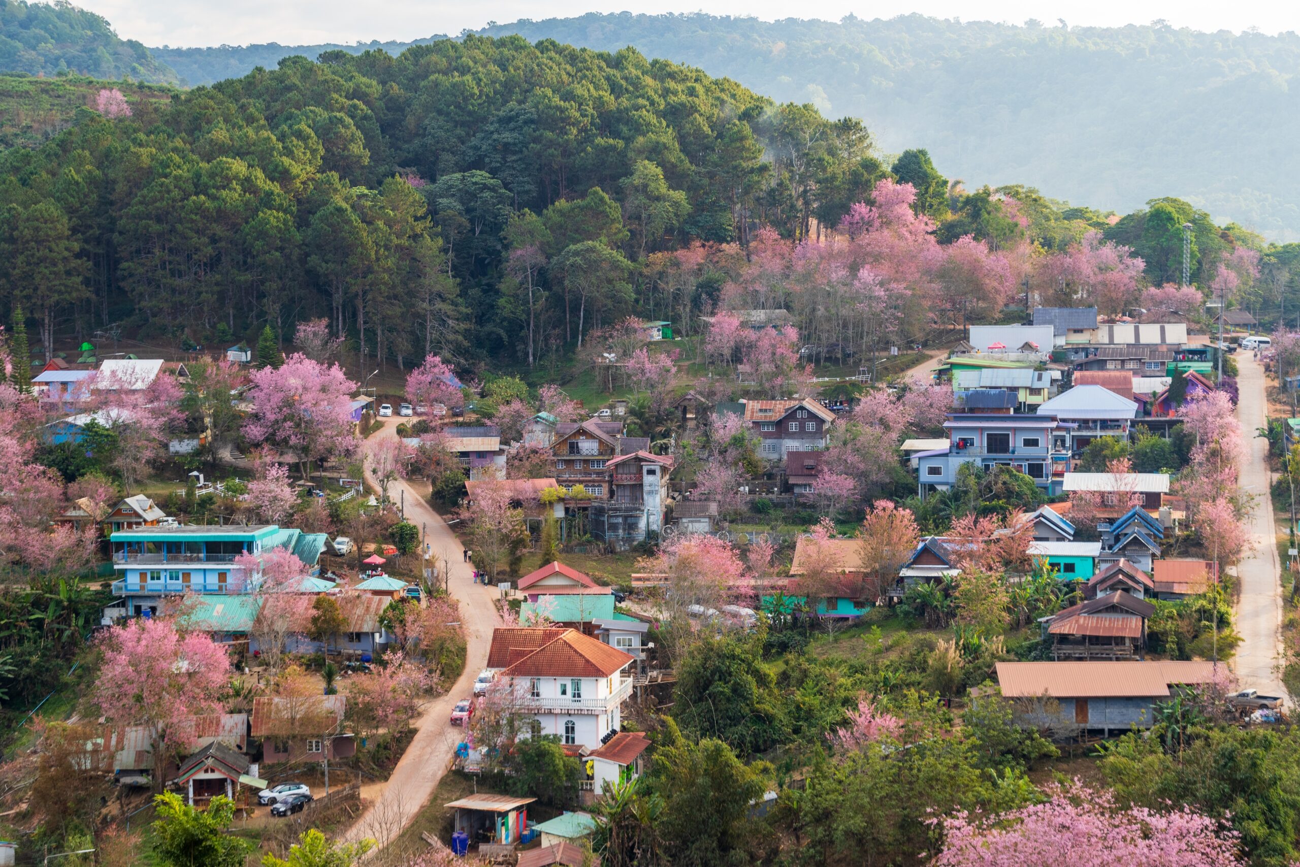 20,January,2023,,Cherry,Blossom,Village,,Wild,Himalayan,Cherry,Blossom,