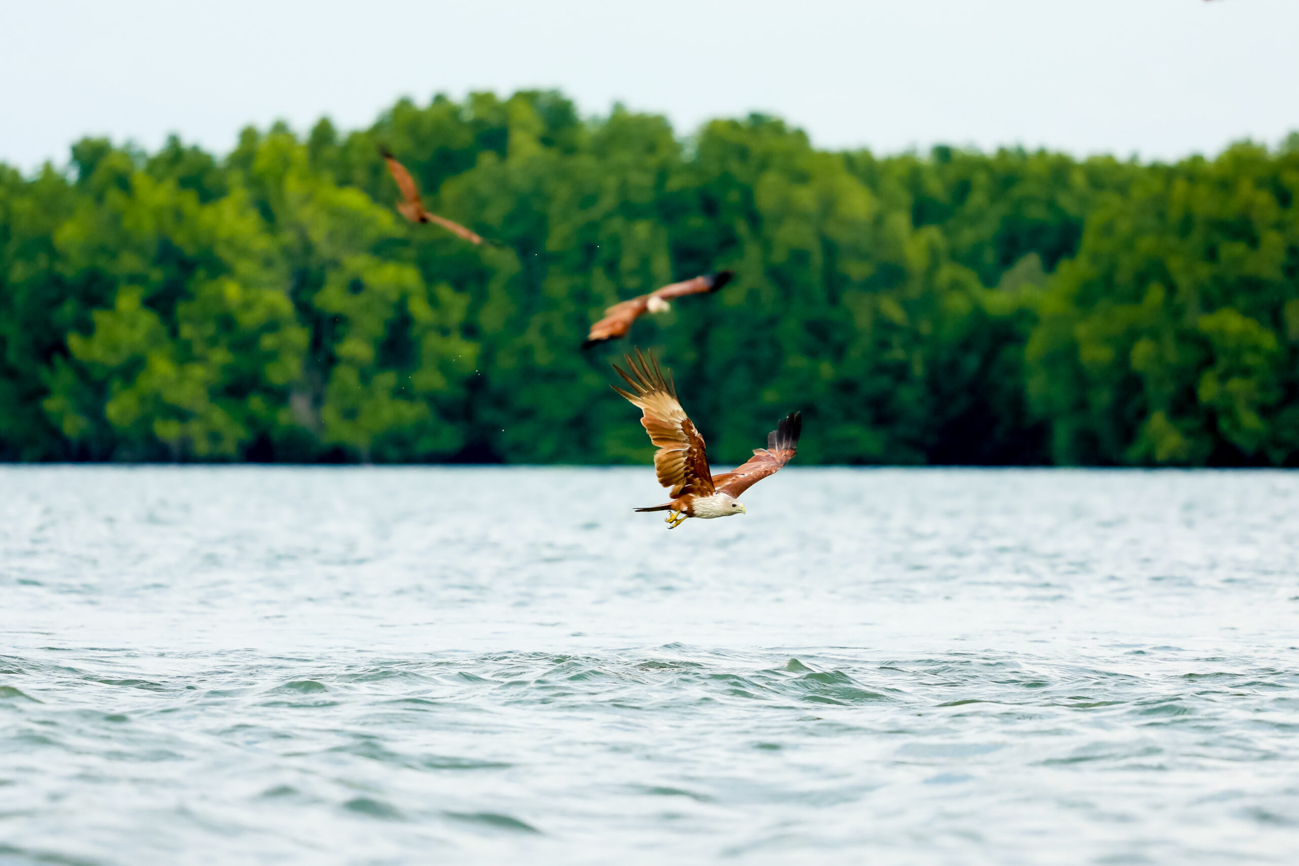 Brahminy,Kite,,Red-backed,Sea-eagle,Fly,Over,The,Sea,At,Chanthaburi