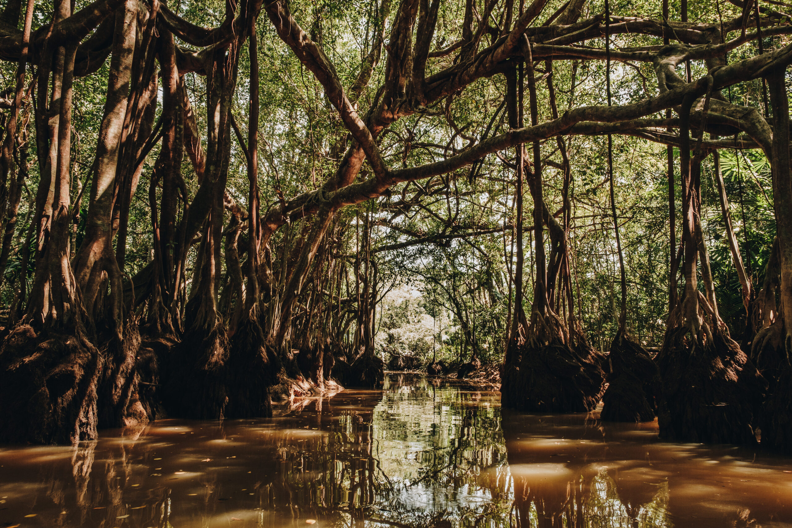 The,Little,Amazon,In,Phang,Nga,,Thailand.,A,Hidden,Banyan