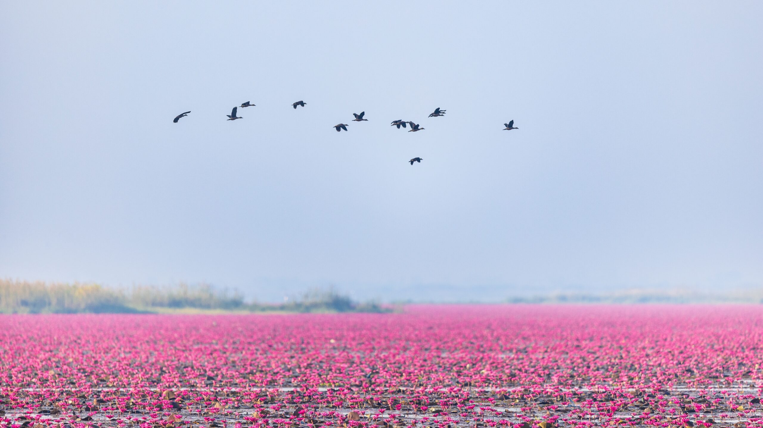 The,Lesser,Whistling-duck,Flying,On,The,Lake,And,Red,Lotus